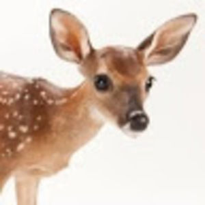 Meet your Posher, Angel